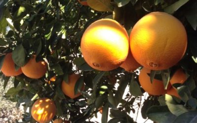 Comenzamos con la Nave Late