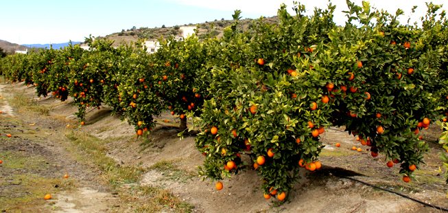 Contacto para comprar naranjas