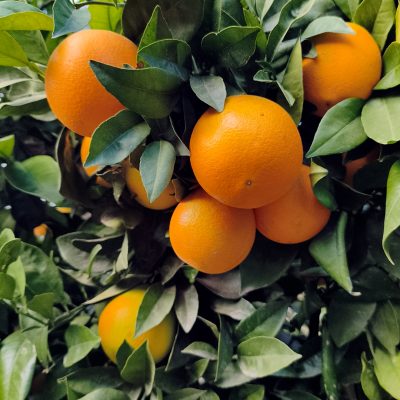 Caja de Navelinas de 10 Kg