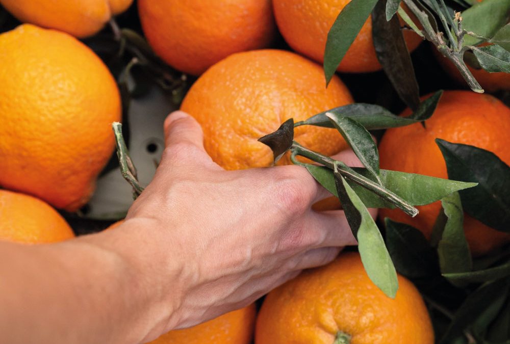 ¿POR QUÉ COMPRAR NARANJAS EN INTERNET?
