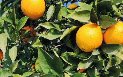 Beneficios y propiedades de las naranjas
