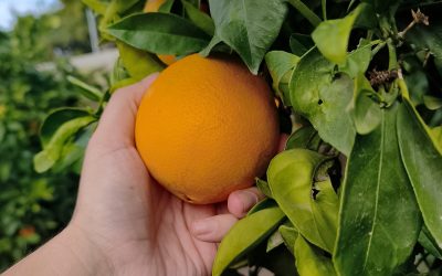 ¡Comienza la temporada 25/26!